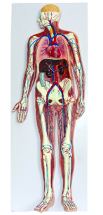ff46c932-fcde-4cfd-9a02-59ce1cdf8a6a.png