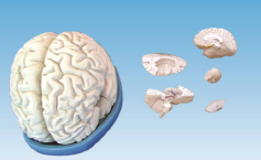 b1a6ba1d-f53d-42e3-9828-25f086150d0c.png