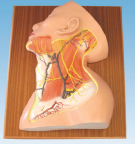 10712fcd-ca62-4d2d-b921-b6b840c4d4d4.png