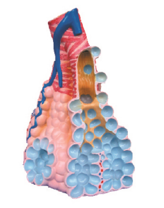 3cf811b8-6389-4be5-83fb-937ebeab691d.png