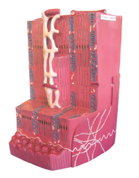 0ec4d0af-8308-486a-ab90-3c428edd09f6.png