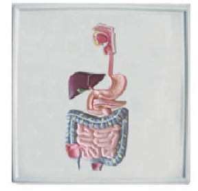 755c3d03-bb66-46d5-8de4-08d711490db7.png