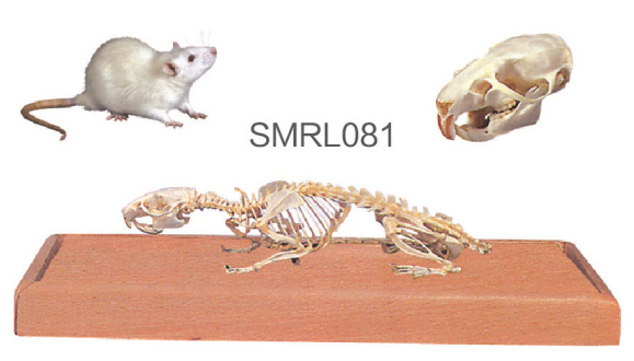 6fb95538-6c6f-4adf-80a5-e5b9960d4d51.png