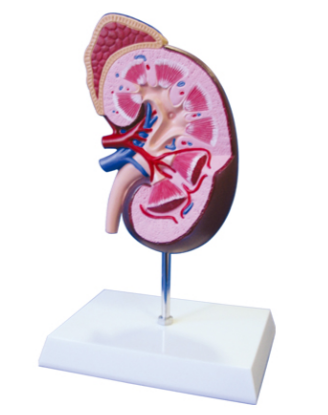 a2ae54fd-d636-490b-a755-2914cc8096f5.png