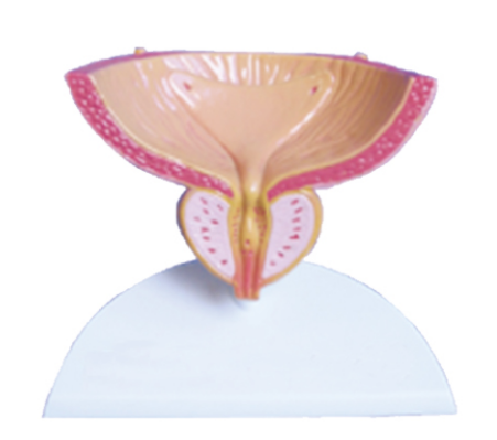 6062c4bf-57d9-4195-beee-de1cd10ce6a9.png