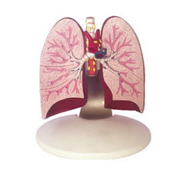 f1794fdd-5395-462c-aea8-fa13f66a98f6.png
