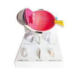 25d23fda-46f4-44d6-a035-2265f0f927ee.png