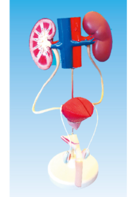 416cc106-1793-4c62-b2ef-ad19ec334732.png