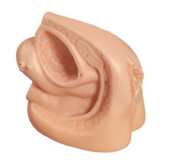 女性内外生殖器及导尿  D6.png